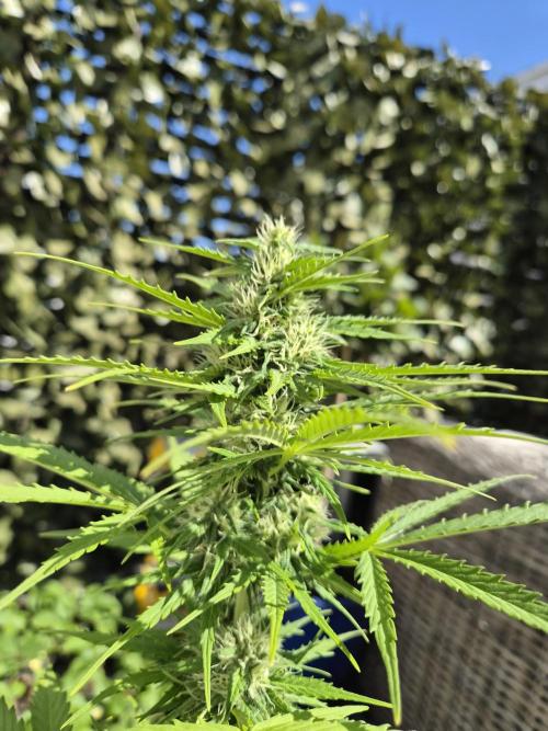 auto mix mikro grow. Week 7 - royal queen seeds mikro geow