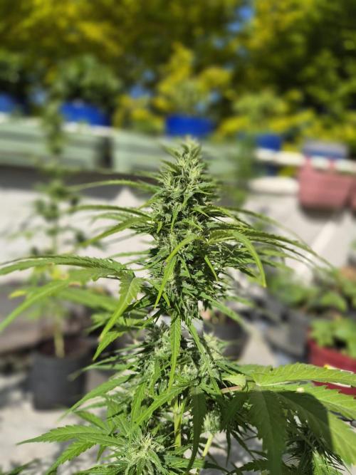 auto mix mikro grow. Week 7 - royal queen seeds mikro grow