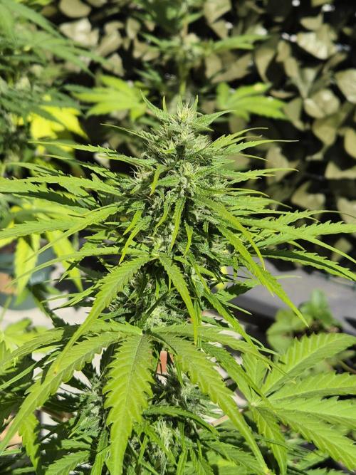 auto mix mikro grow. Week 7 - royal queen seeds mikro grow