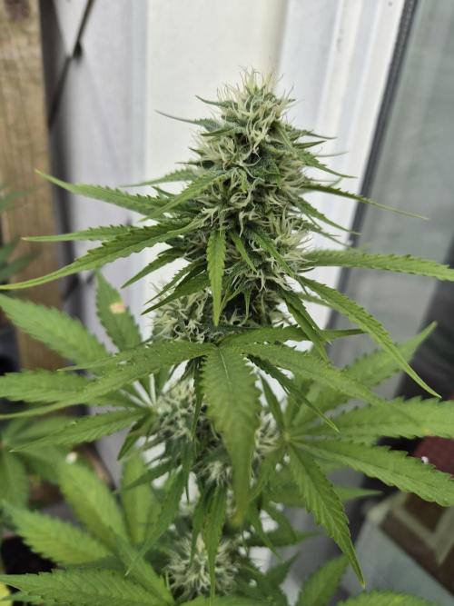 auto mix mikro grow. Week 7 - royal queen seeds mikro grow