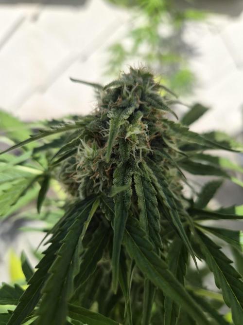 auto mix mikro grow. Week 8 - royalseeds auto grow mix