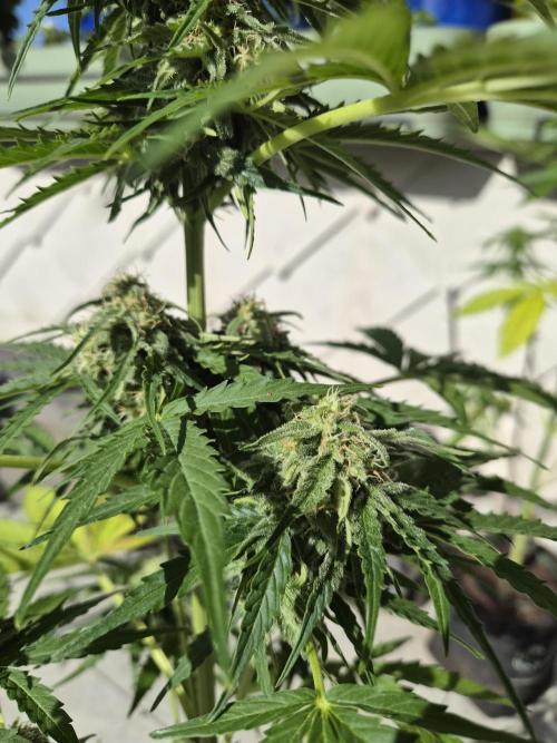 auto mix mikro grow. Week 8 - Samanyolu f1