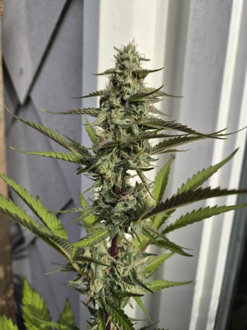 auto mix mikro grow. Week 8 - royal runtz auto