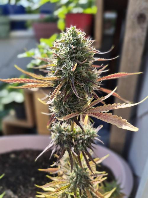 auto mix mikro grow. Week 9 - apple fritter auto