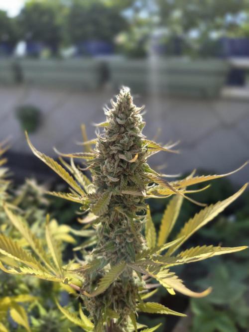 auto mix mikro grow. Week 9 - runtz auto