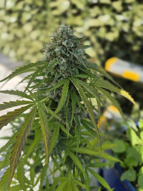 auto mix mikro grow. Week 9 - milkway auto