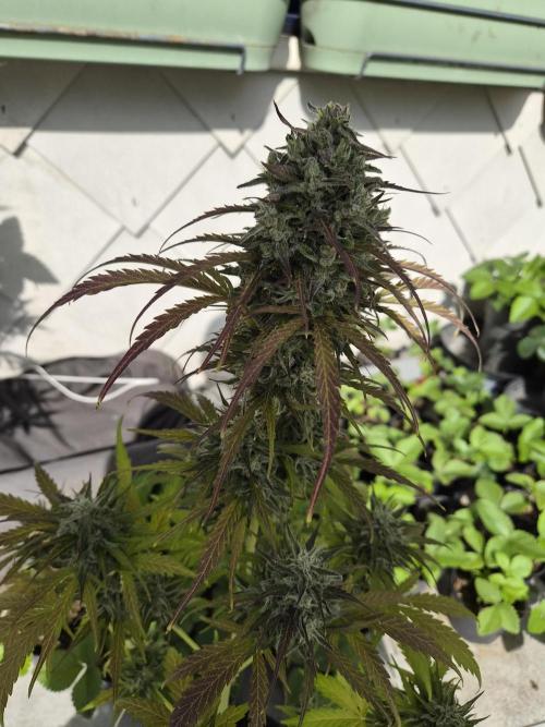 auto mix mikro grow. Week 10 - royal queen seeds wedding cake 