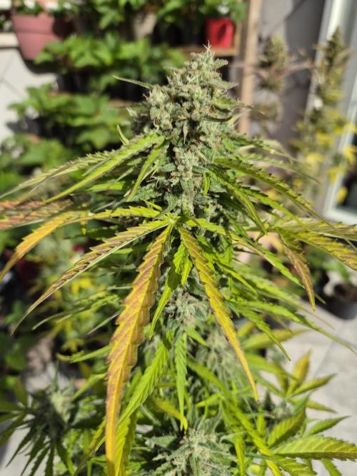 auto mix mikro grow. Week 10 - royal queen seeds milkway f1