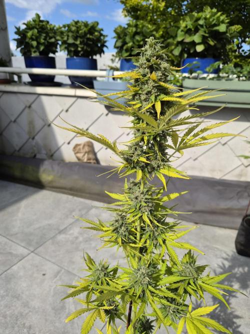 auto mix mikro grow. Week 10 - royal queen seeds cokies geleto