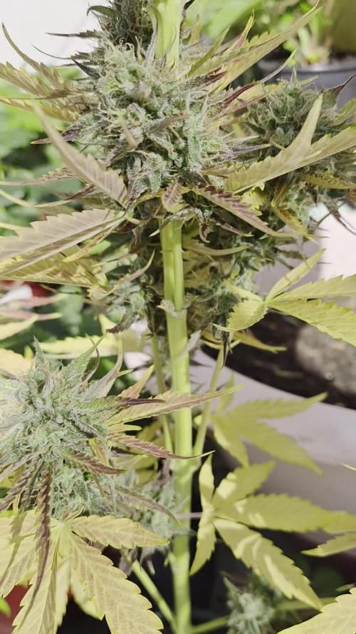 auto mix mikro grow