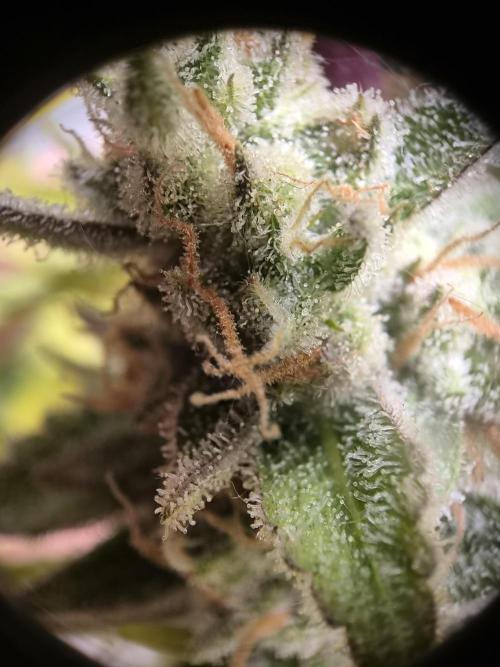 auto mix mikro grow. Week 10 - royal queen seeds 