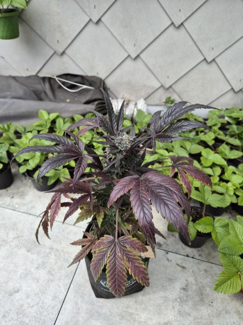 cheese auto. Week 10 - cheese auto
