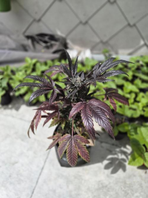 cheese auto. Week 10 - cheese auto 