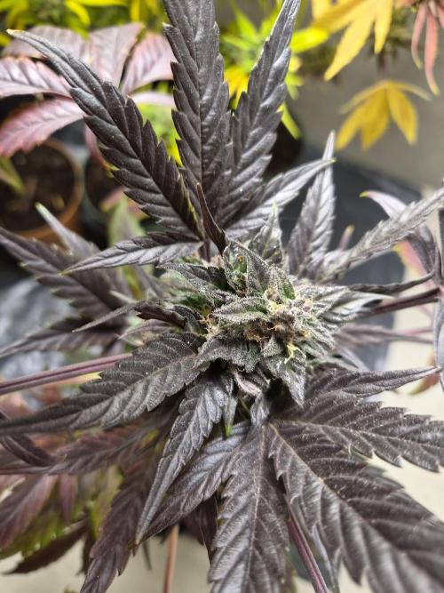 cheese auto. Week 10 - cheese auto 