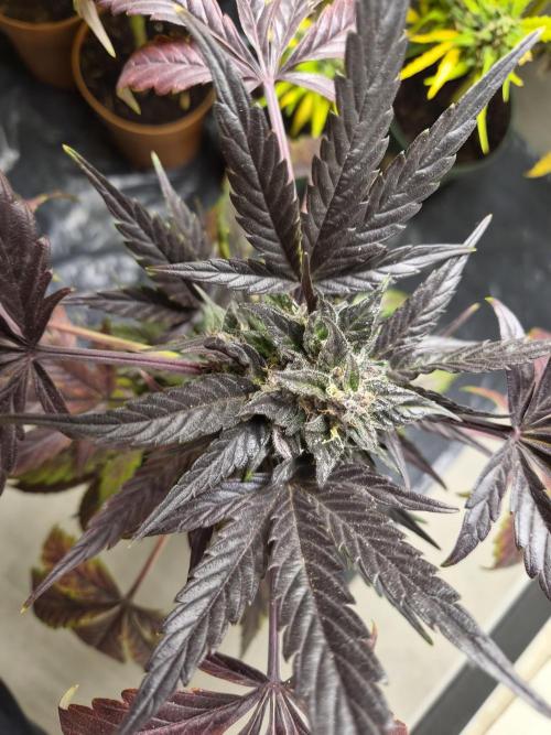 cheese auto. Week 10 - cheese auto 