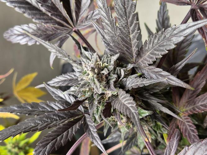 cheese auto. Week 10 - cheese auto 