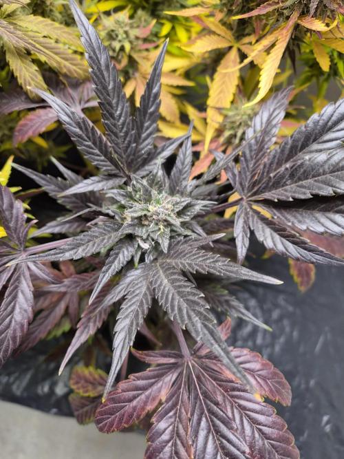 cheese auto. Week 10 - cheese auto 