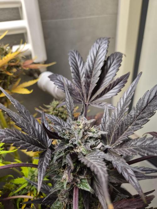 cheese auto. Week 10 - cheese auto 