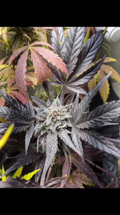 cheese auto
