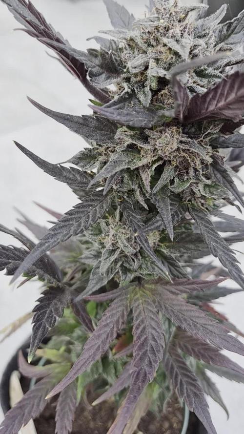 cheese auto