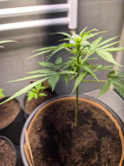 Milky Way F1. Week 5