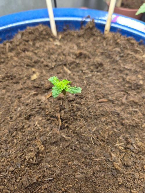 Auto critical orange punch. Week 1 - 2 week