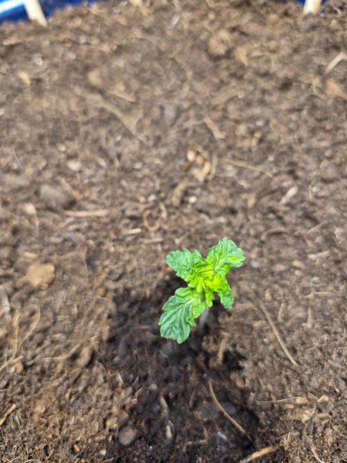 Auto critical orange punch. Week 1 - 2 week
