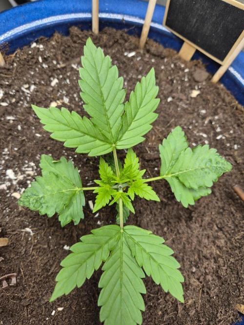Auto Critical Orange Punch. Week 4
