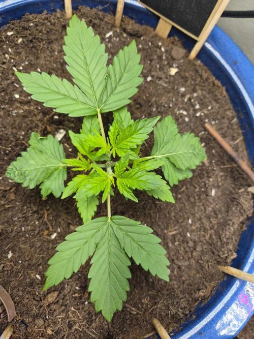 Auto Critical Orange Punch. Week 5