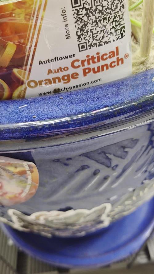 Auto critical orange punch