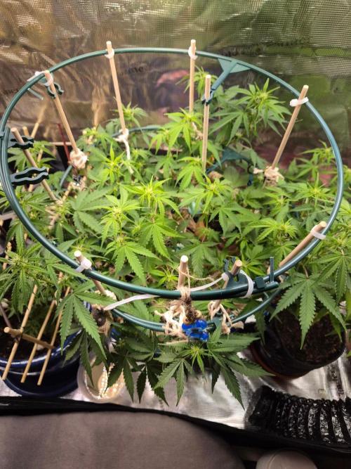 Auto critical orange punch. Week 7