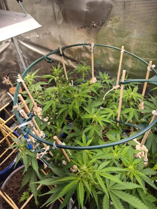 Auto critical orange punch. Week 7