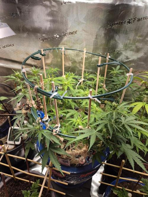 Auto critical orange punch. Week 7