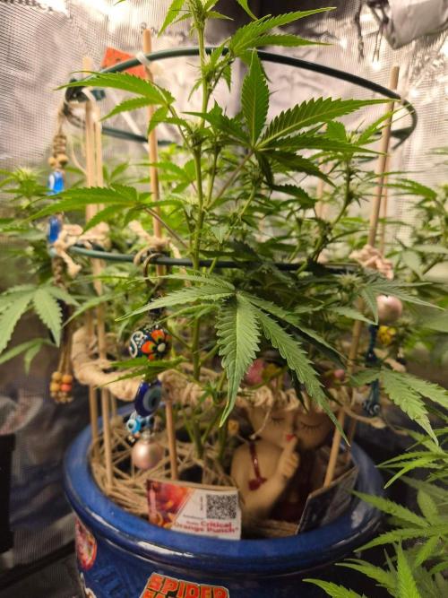 Auto critical orange punch. Week 7