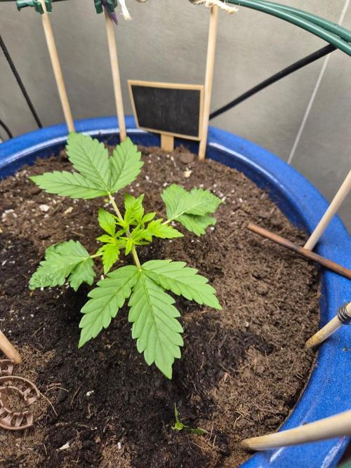 Auto critical orange punch. Week 3