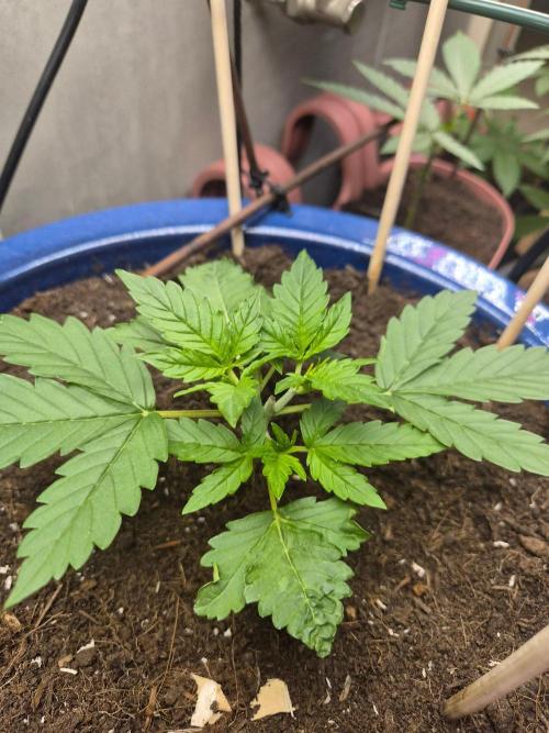 Auto critical orange punch. Week 3