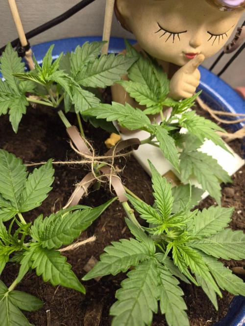 Auto critical orange punch. Week 4