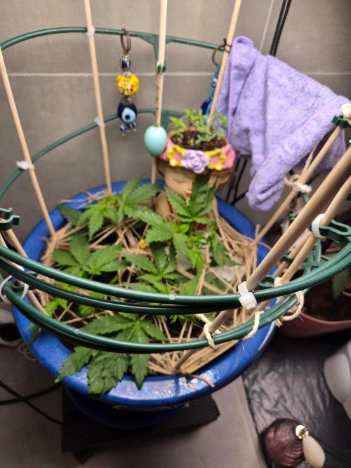 Auto critical orange punch. Week 4