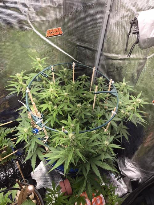 Auto critical orange punch. Week 7