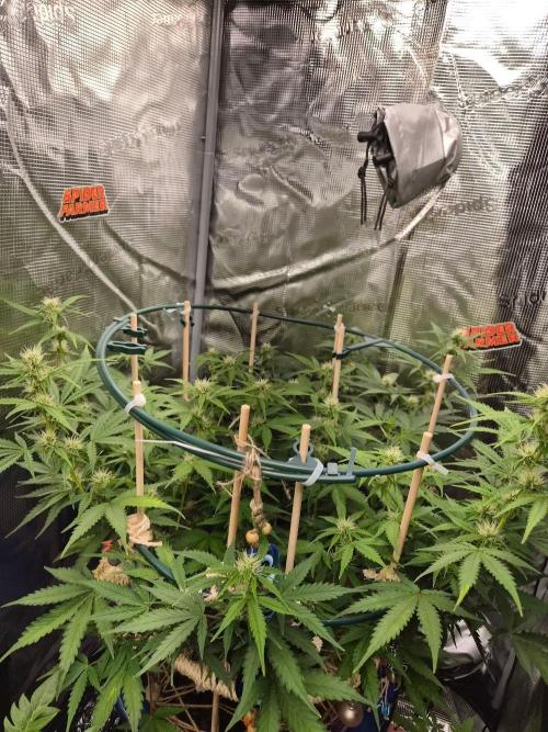 Auto critical orange punch. Week 7