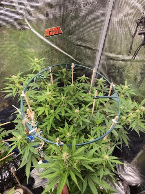 Auto critical orange punch. Week 7