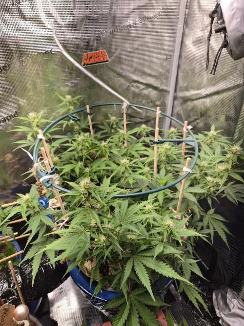 Auto critical orange punch. Week 7