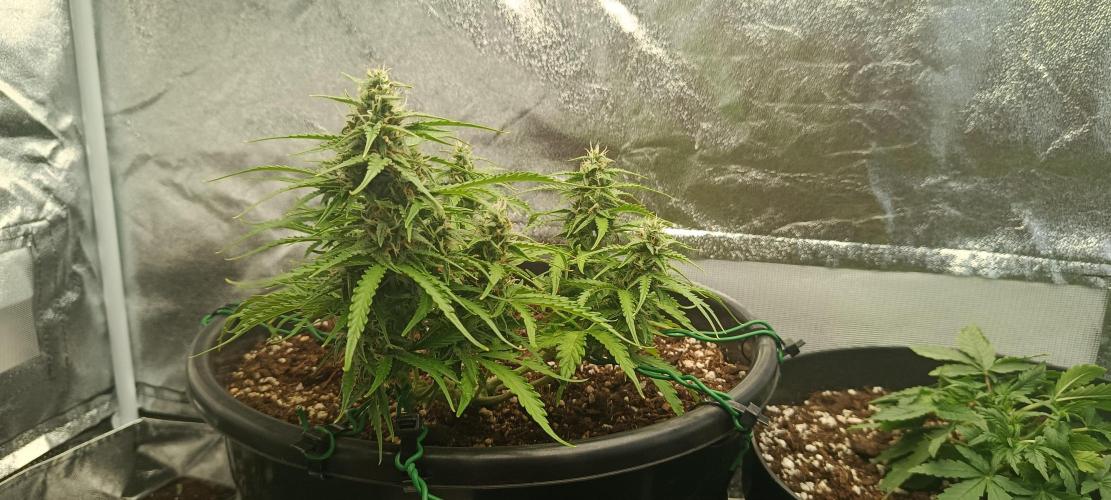 Blueberry auto. Week 3