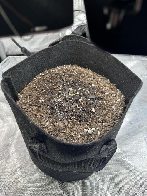 My Magic Bean. Week 0 - Lupe sprouted on day 3.  Using Foxfarm Happy Frog in a 5 lbs. fabric pot.