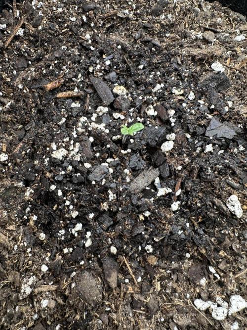 My Magic Bean. Week 0 - Rise and shine Lupe, Lupe.