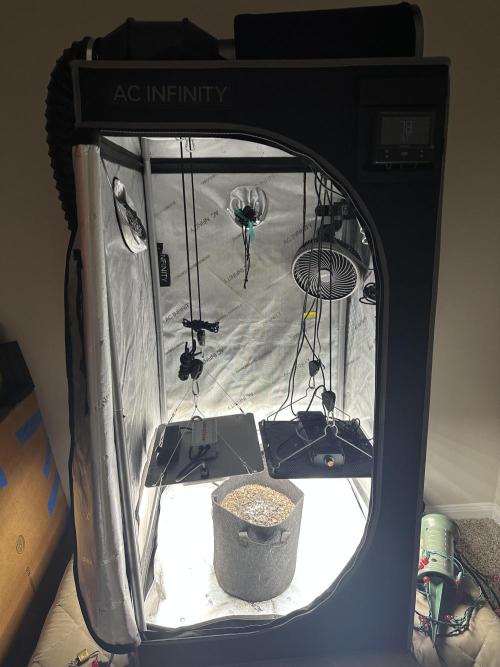 My Magic Bean. Week 0 - Keeping the lights the right distance to prevent stretching.
