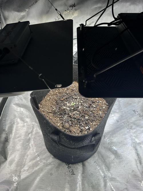 My Magic Bean. Week 0 - No fertilizer first 2 weeks, plenty in soil. Air 80 F Humidity 55-65.