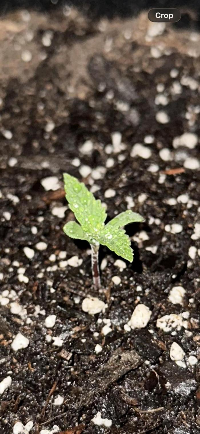 My Magic Bean. Week 1 - Not much to see at this point, but doing well. Technically still in seedling ST.
