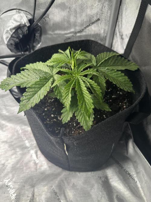 My Magic Bean. Week 2 - Rounding out week 3.