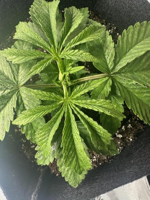 My Magic Bean. Week 2 - First nodes with 7 segments emerging.